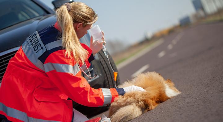 schadevergoeding na een ongeval van uw dier