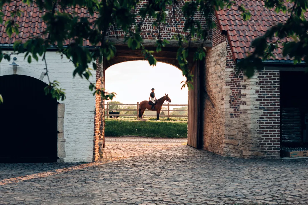 sector - paardensport