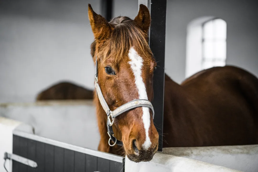 sector - transportverzekering paard
