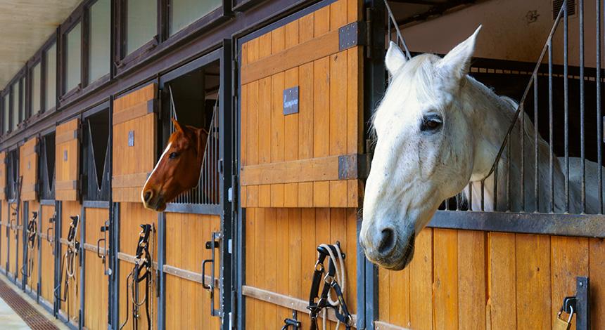 verplichte registratie van inrichtingen voor paarden